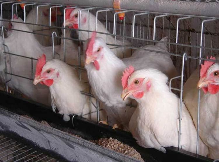 chicken cages for sale_shandong tobetter Best_selling